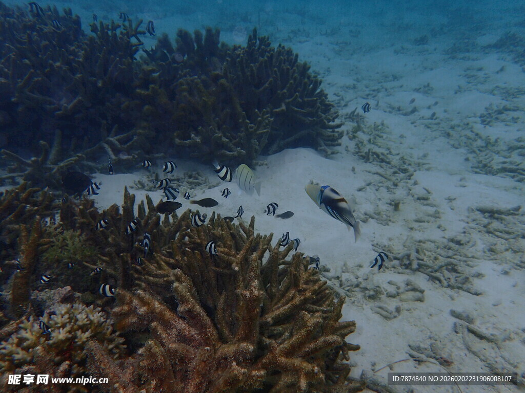 海底珊瑚景观
