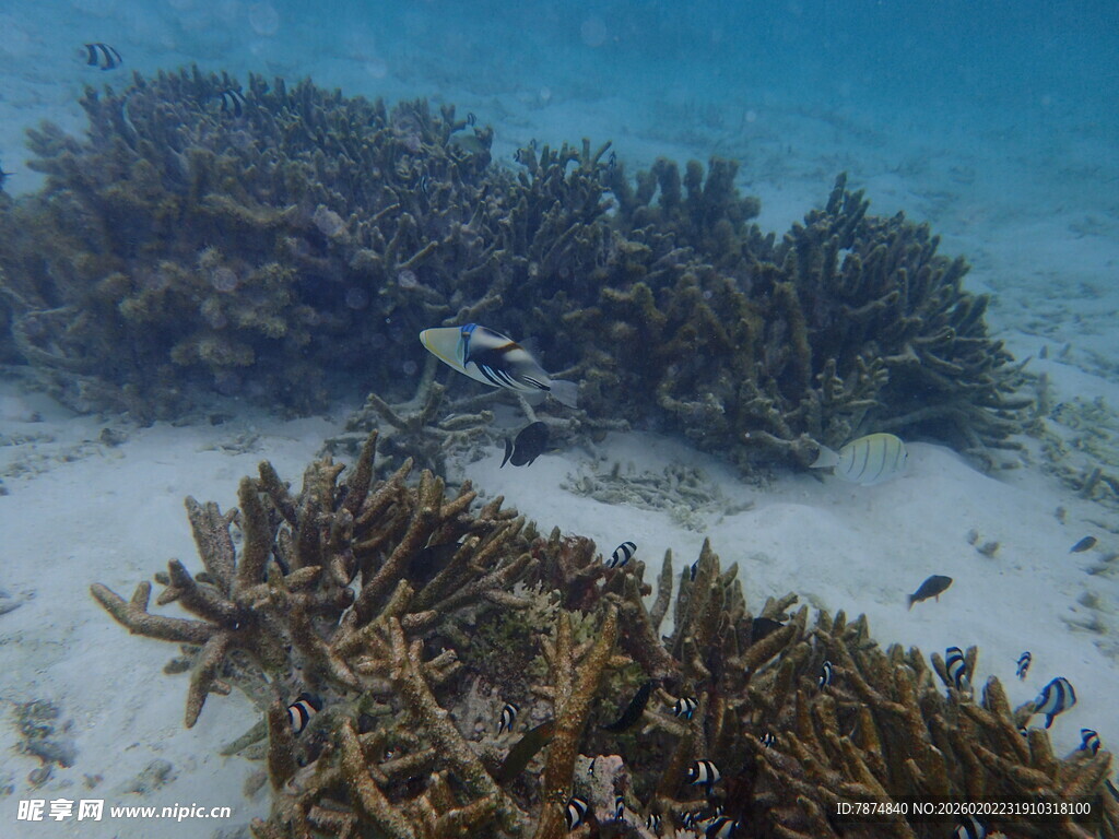 海底珊瑚景观