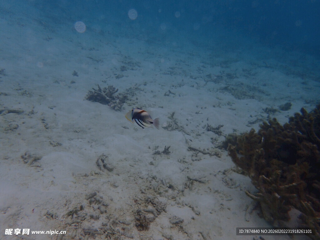 海底景象 潜水员与珊瑚