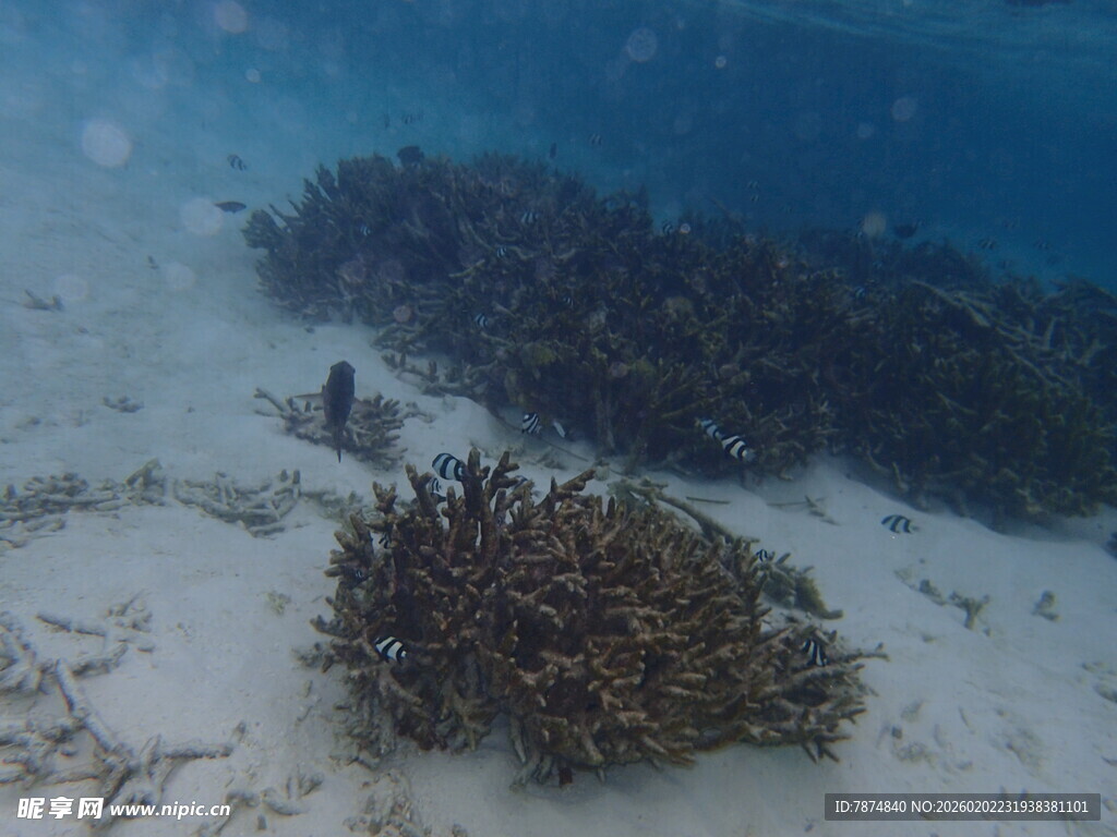 海底珊瑚景观