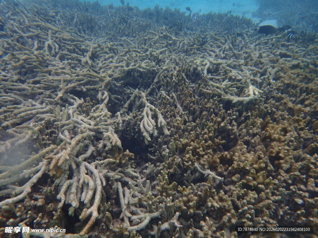 海底枯木景象