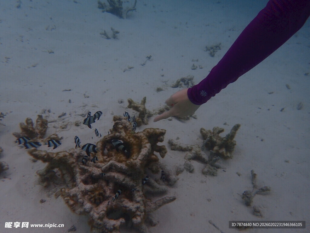 手触海底珊瑚景观