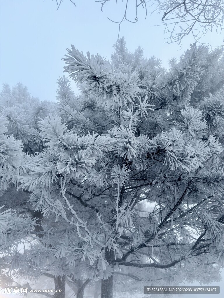 雾凇覆盖的松树美景