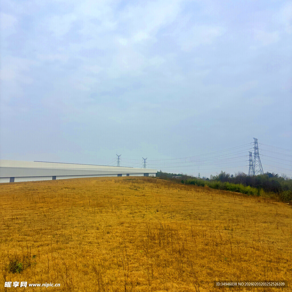 金黄田野与远处输电塔