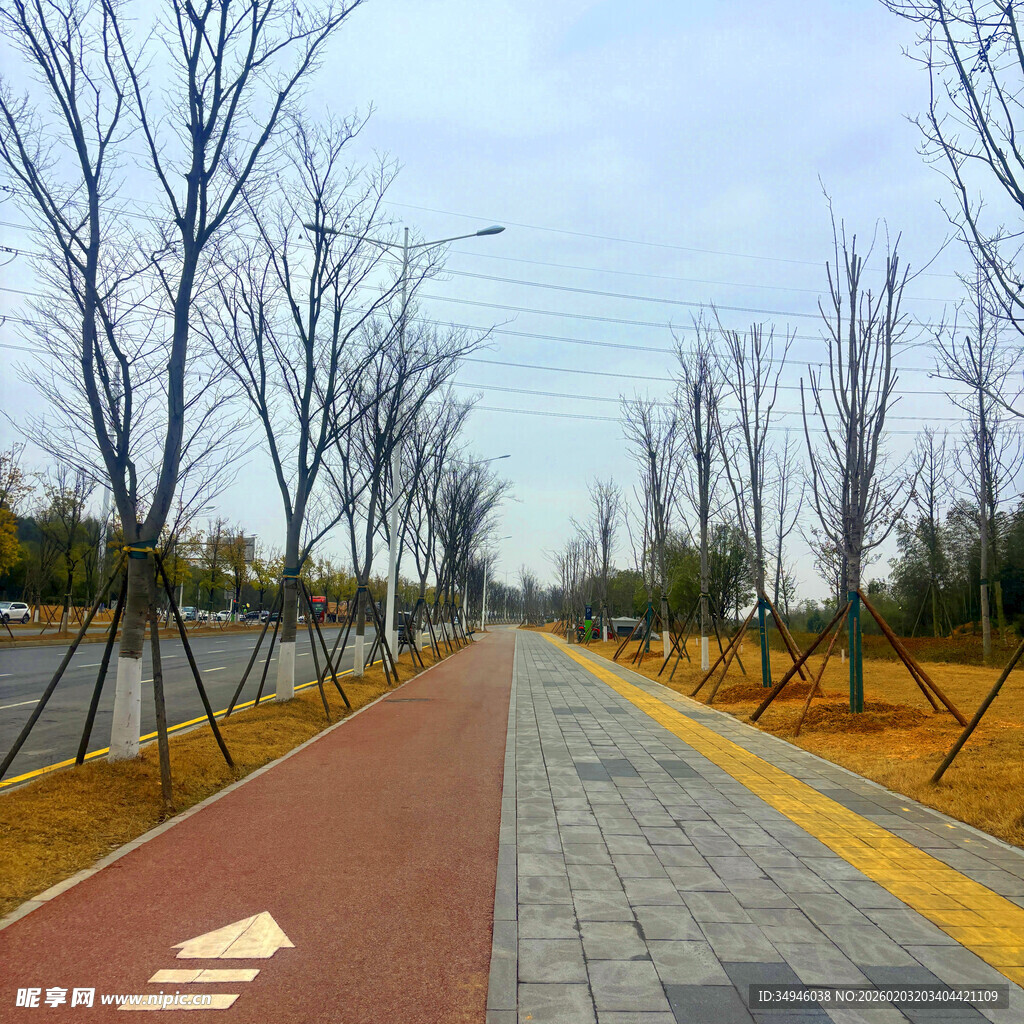城市空旷林荫步道景象