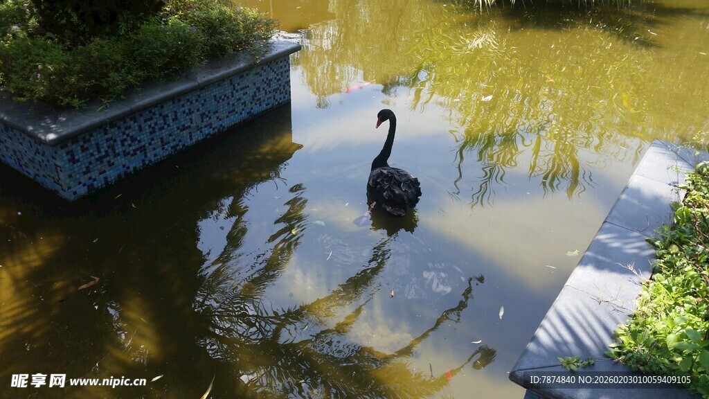 池塘中优雅的黑天鹅
