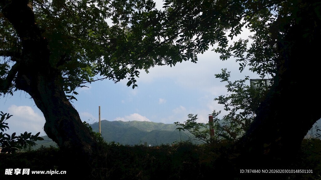 透过枝叶望远方景色