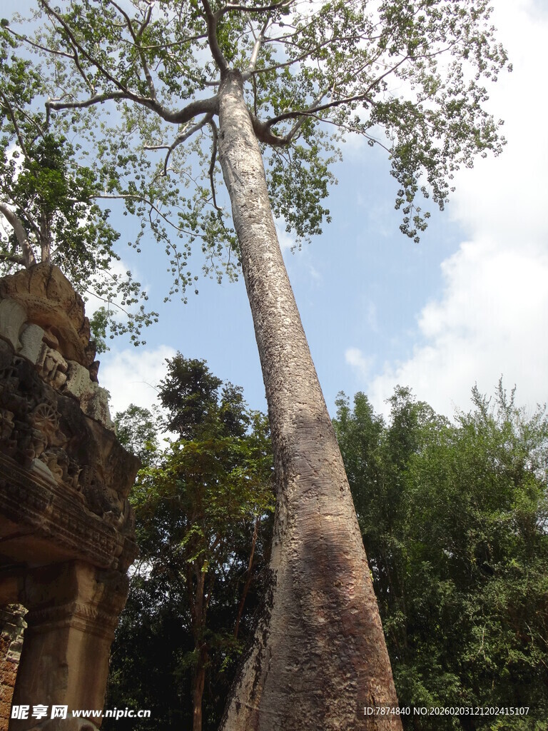 古老建筑旁的参天大树