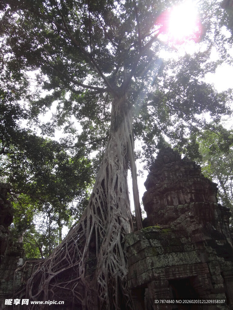 古树下的神秘古老建筑