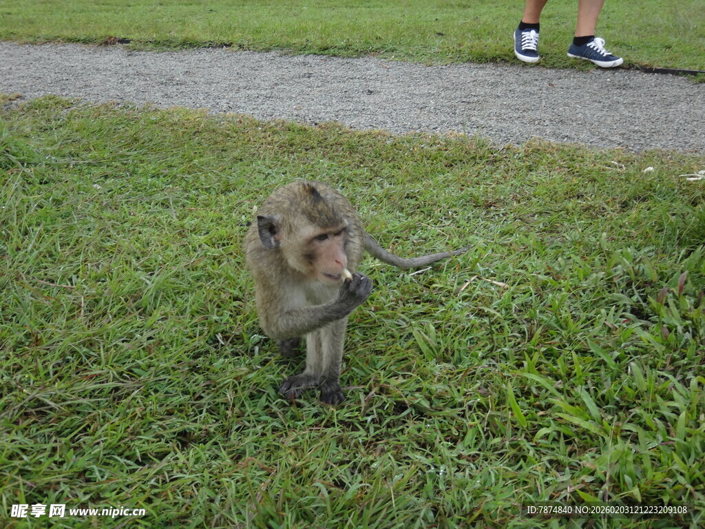 越南草地上的猴子