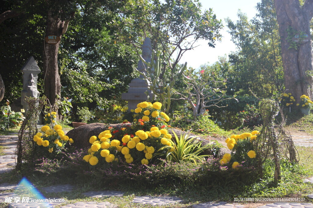 越南林间黄花绽放的自然景致