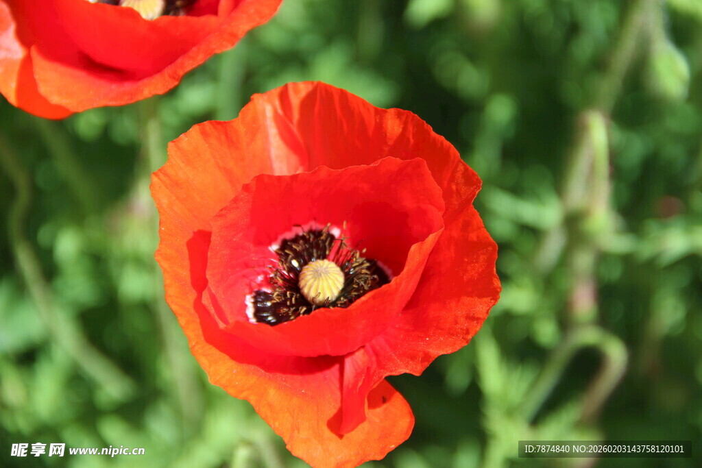 鲜艳红花绽放于绿野