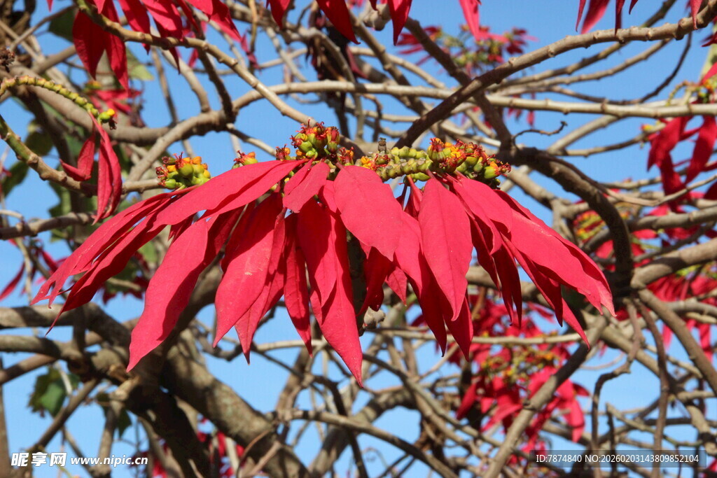 艳丽红花绽放枝头