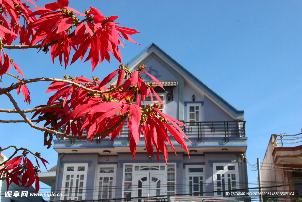 红枫映衬下的古朴房屋