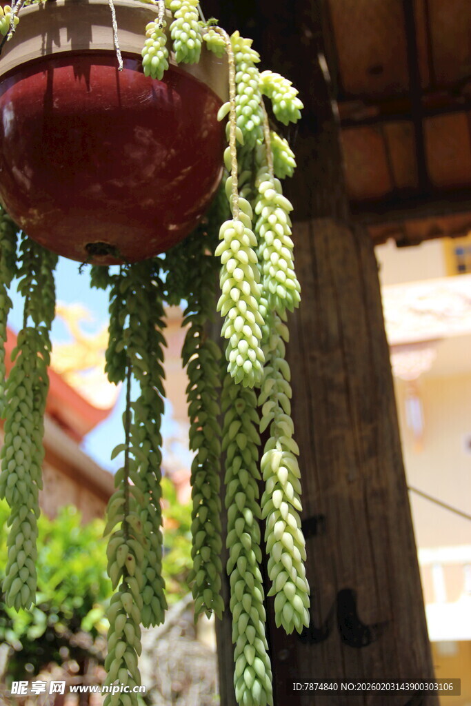 越南垂吊绿植 独特的肉质叶片