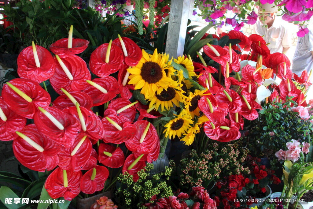 多彩花卉绽放美丽瞬间