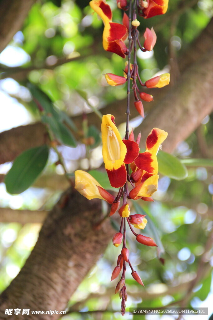 艳丽多彩的垂吊花卉