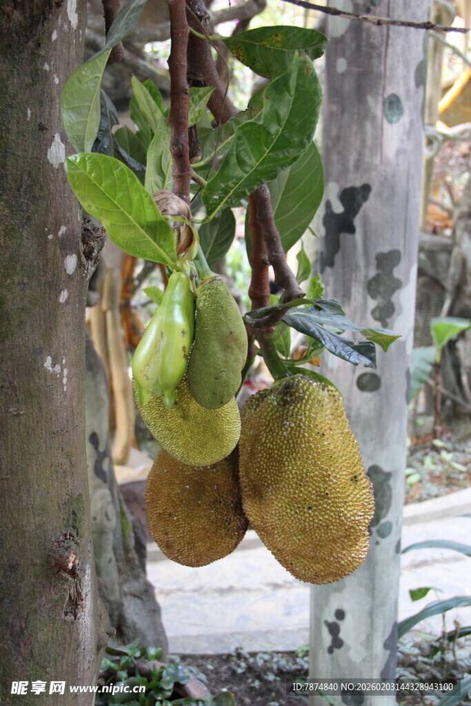 越南树上挂着的饱满木瓜
