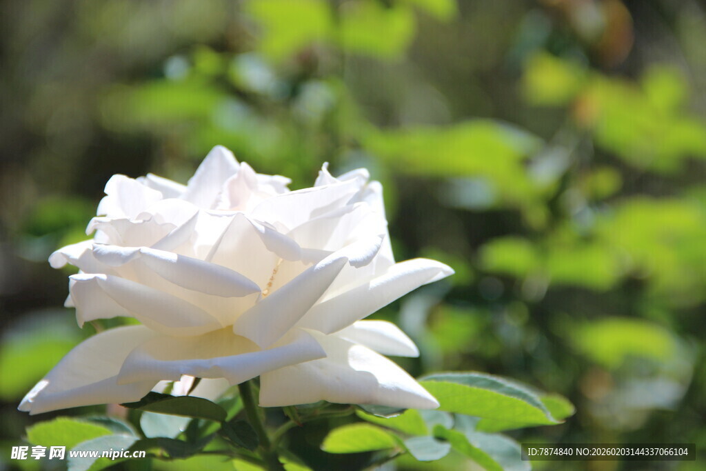 越南洁白绽放的优雅白玫瑰