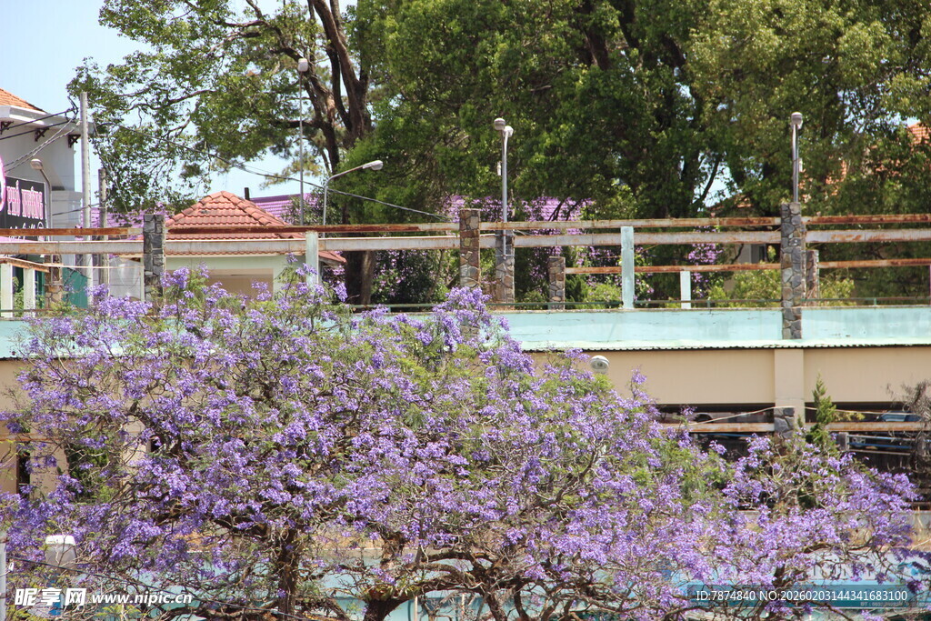 越南盛开的紫花树与背景建筑