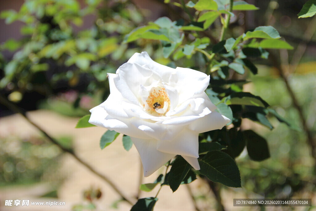越南洁白绽放的单朵月季花