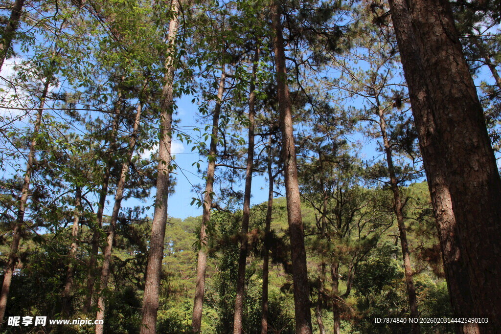 越南茂密森林中的高大树木