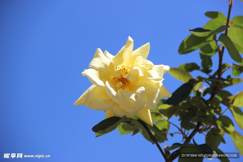 越南蓝天下的黄色娇艳月季花