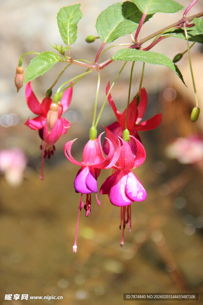 越南娇艳倒挂金钟花