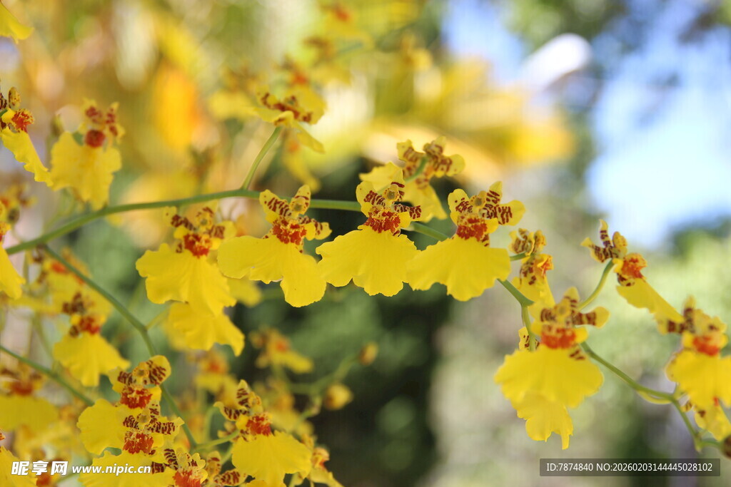 金黄文心兰绽放枝头