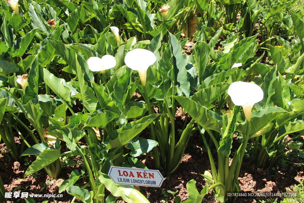 越南白色花卉植物展示
