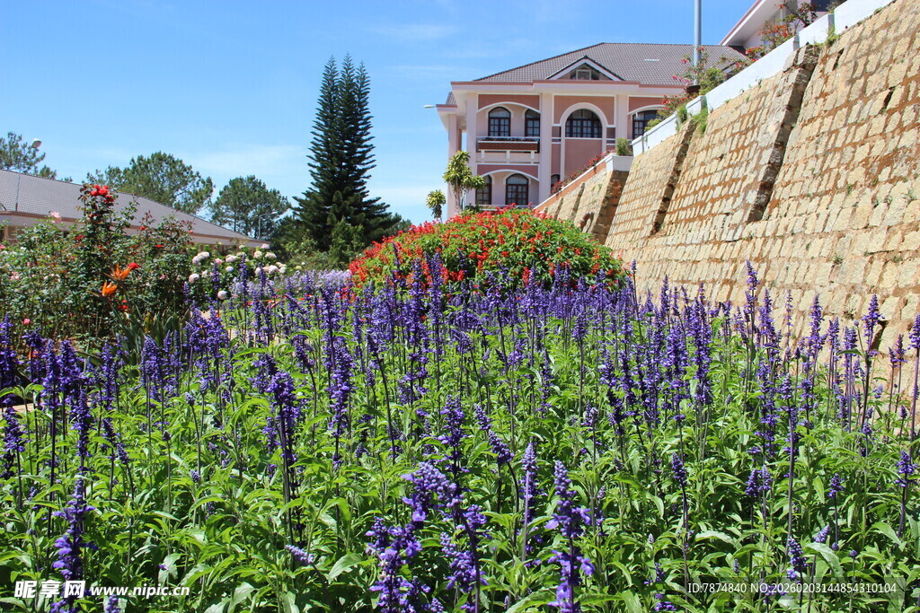 越南墙边紫花丛与远处建筑