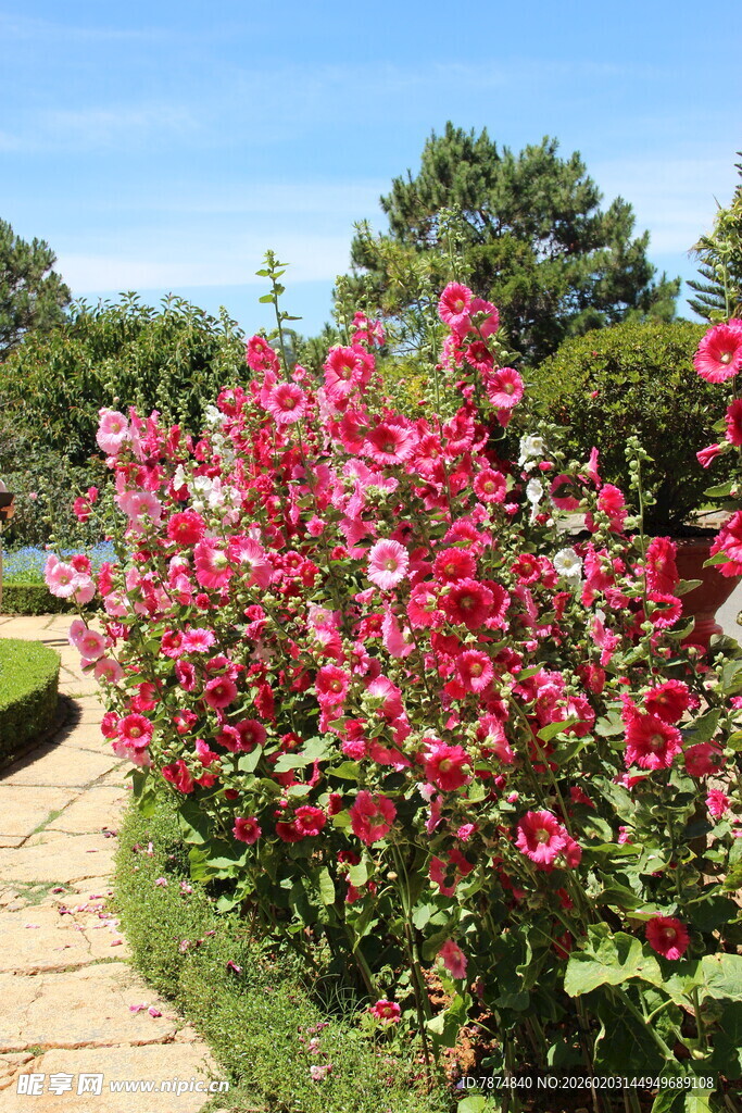 花园中绽放的艳丽花丛