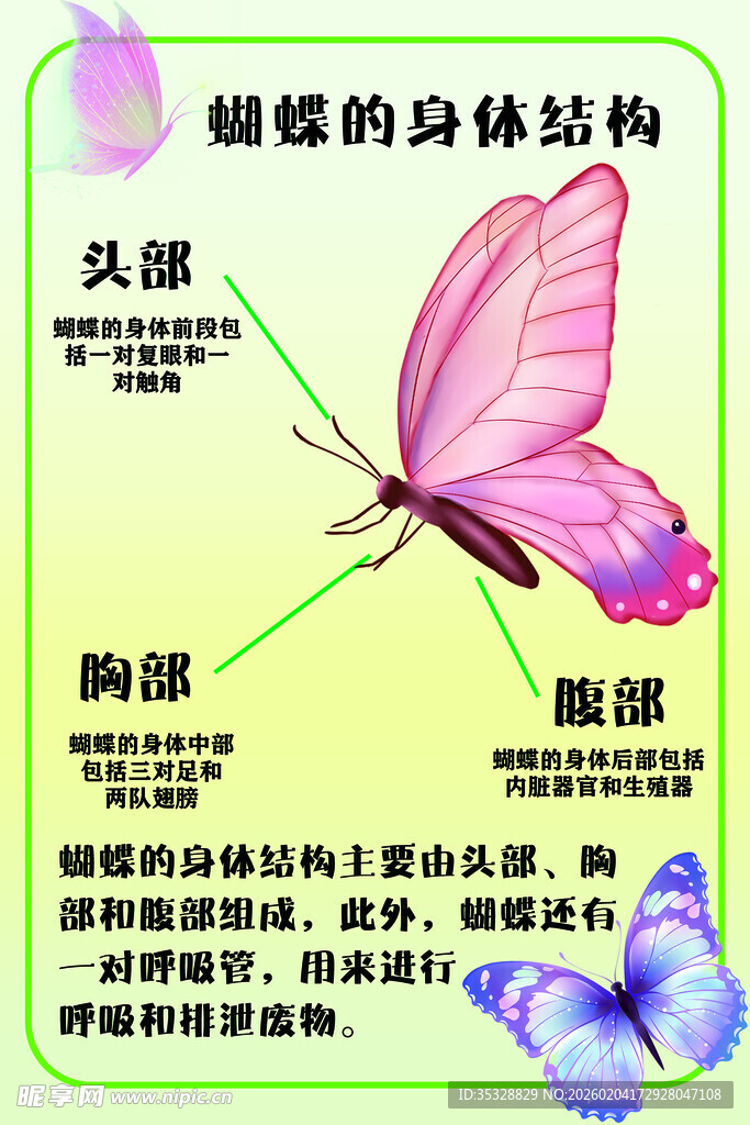 蝴蝶的身体结构