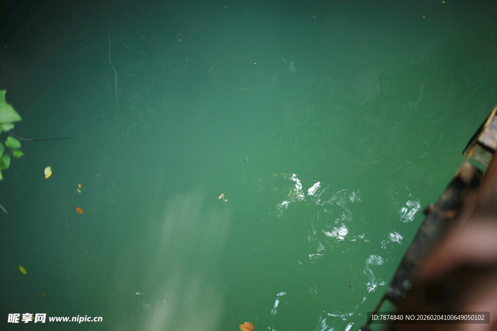 越南水下世界的多彩浮游生物