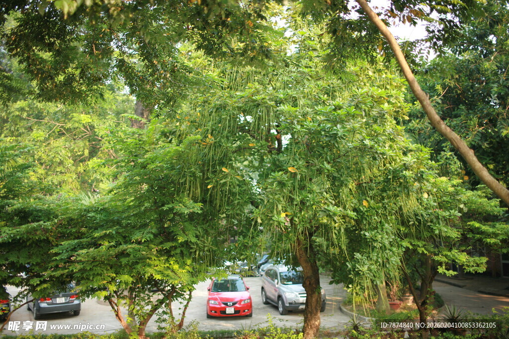 越南绿树成荫下的停车场景