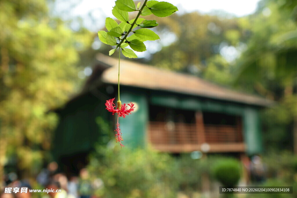 越南绿叶间的红果与古朴小屋