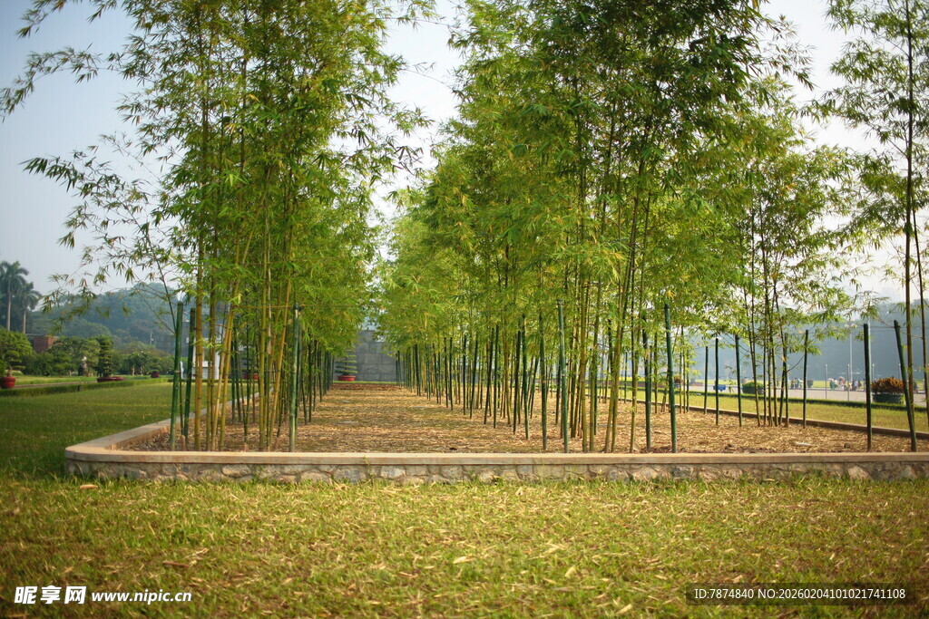 越南竹林景观 清新自然之境