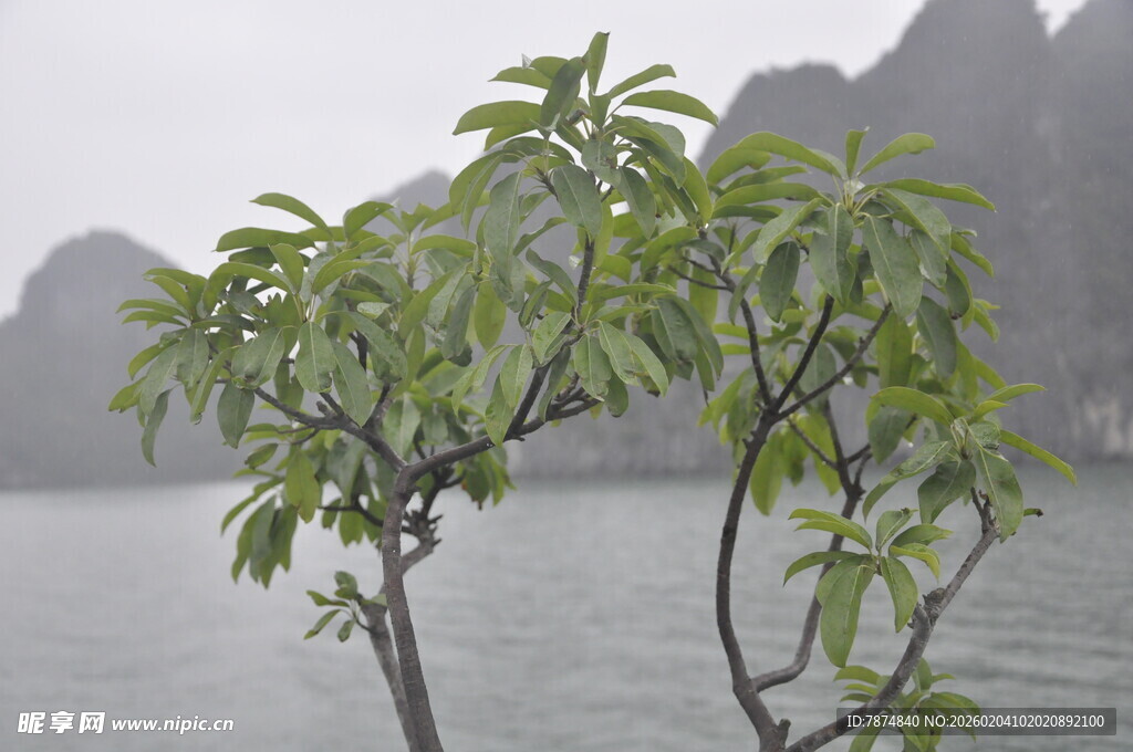越南水边孤树 尽显自然之美