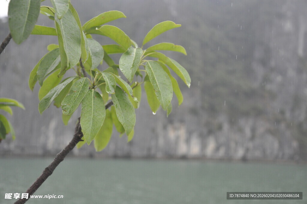 越南嫩绿枝叶映衬朦胧山水
