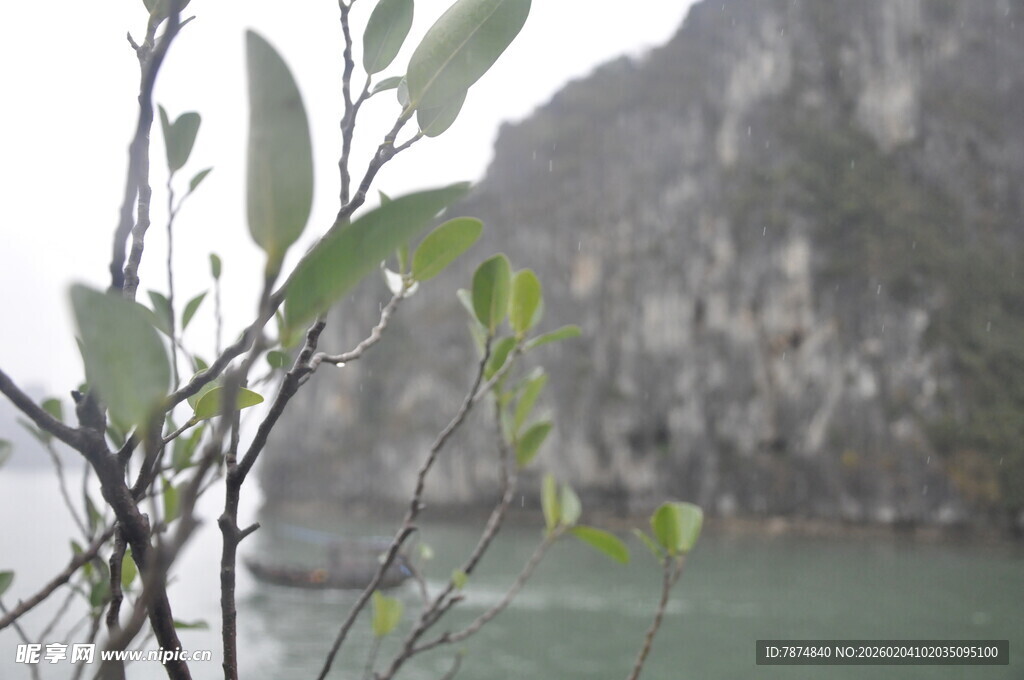越南江边枝叶与远山景致