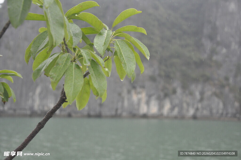 越南雨中嫩绿枝叶 清新自然