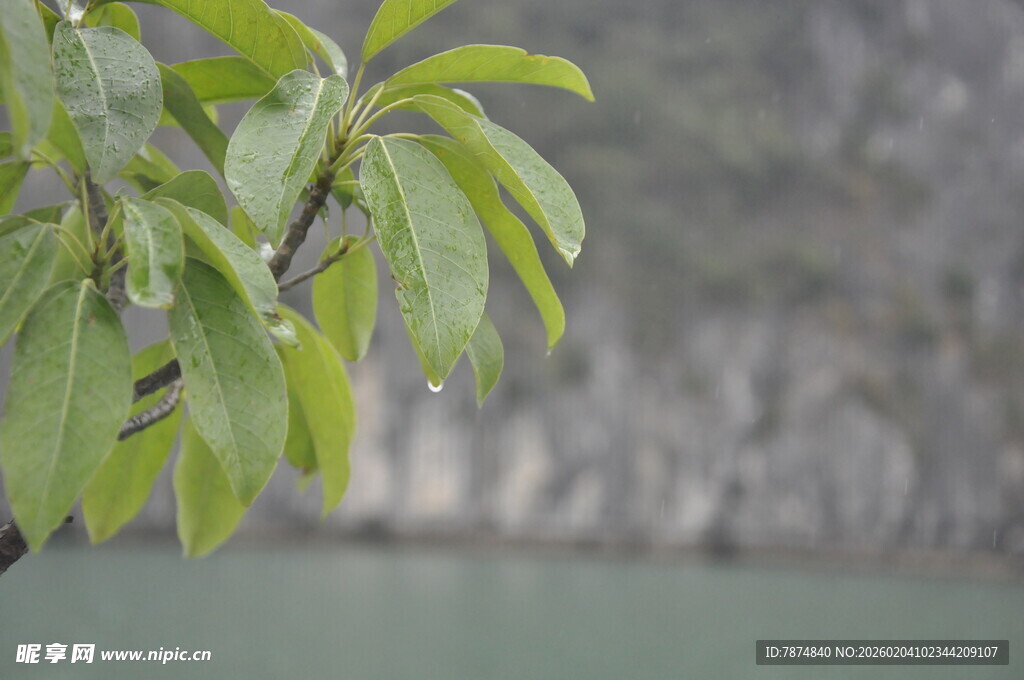 越南绿叶生机 展现自然清新美