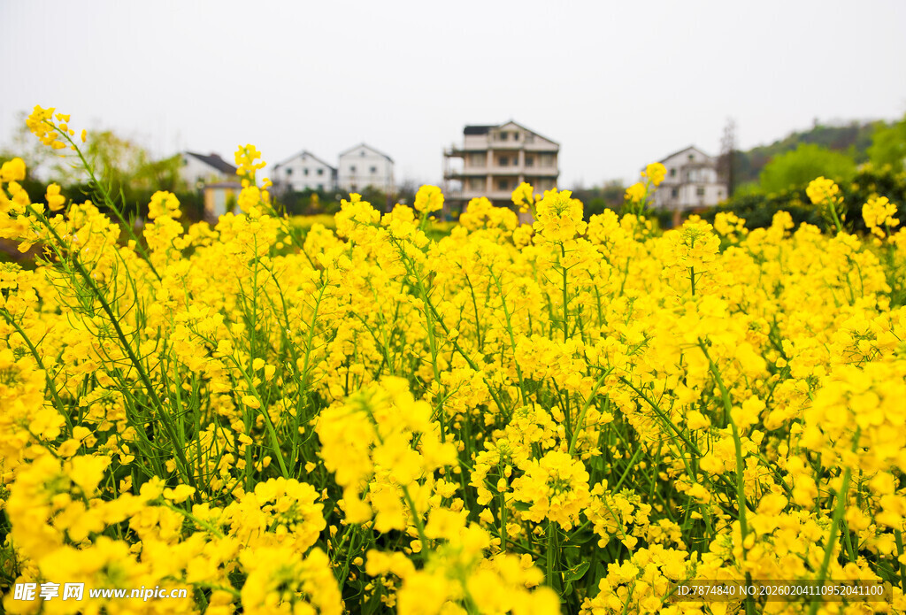 金黄油菜花田中的建筑