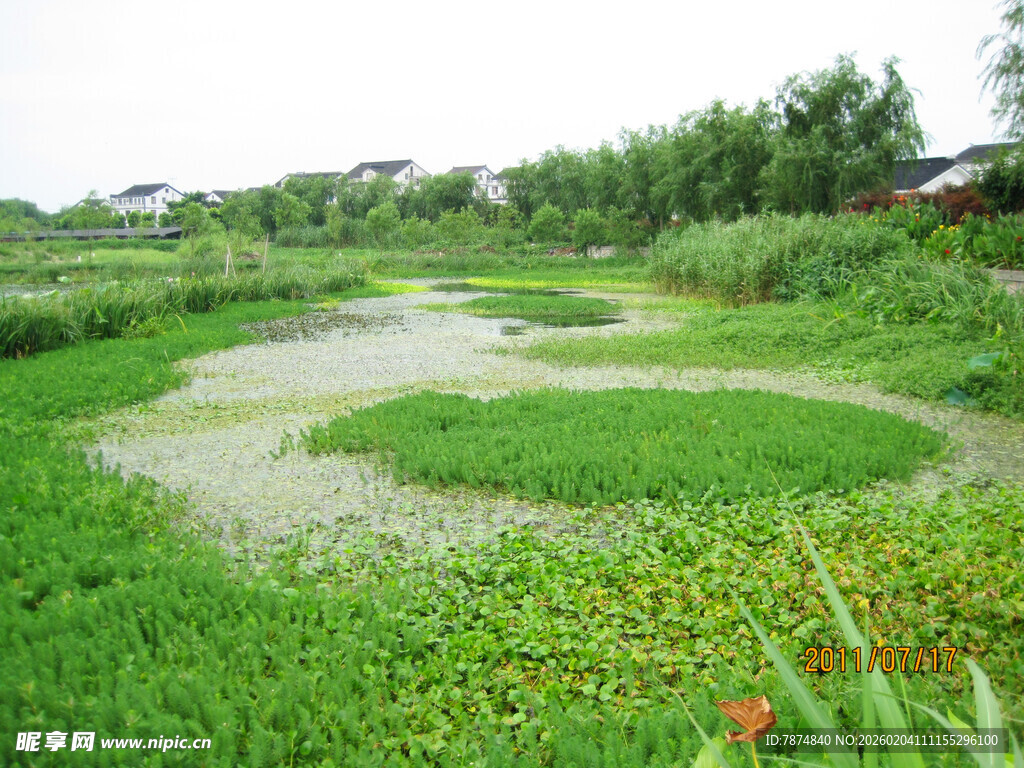 乡村湿地绿意盎然景观