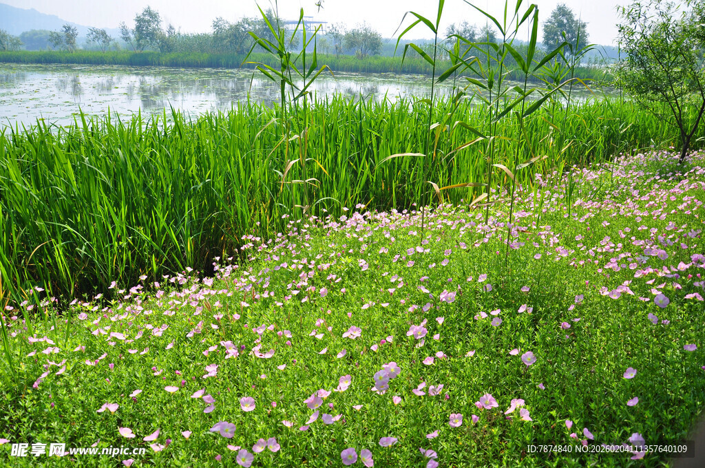 湖畔野花盛放的自然美景