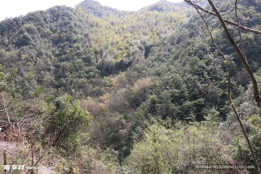 青山葱郁的山林景观