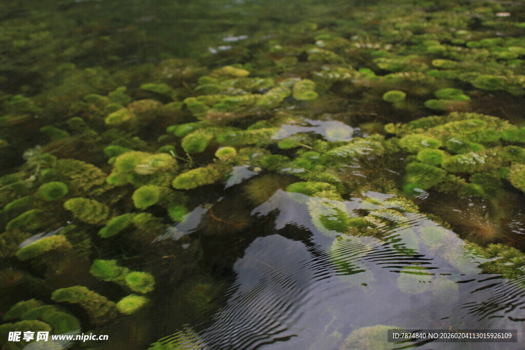 越南水中青苔景观