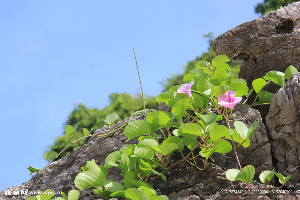 越南岩石上绽放的粉色牵牛花