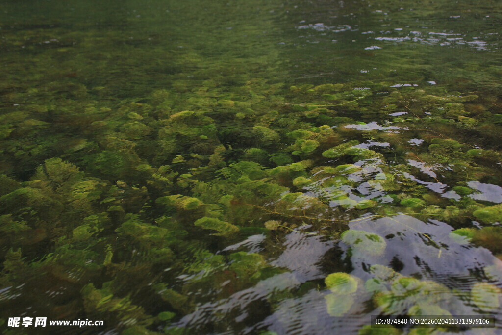 越南清澈水底的繁茂水生植物