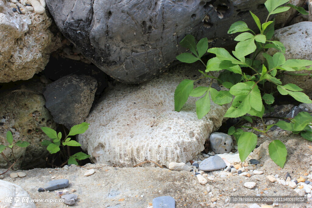 越南石缝中的绿色生机